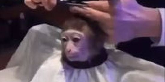 Imagem do grupo de WhatsApp Mamacos🤡🙌