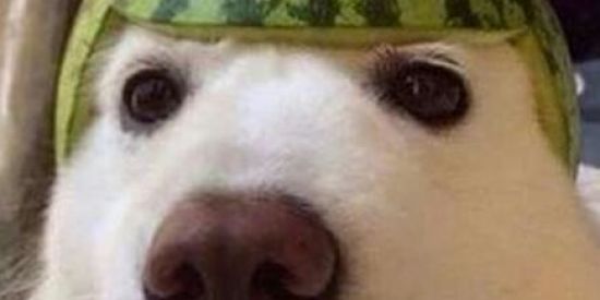 Imagem do grupo de WhatsApp StickerLand