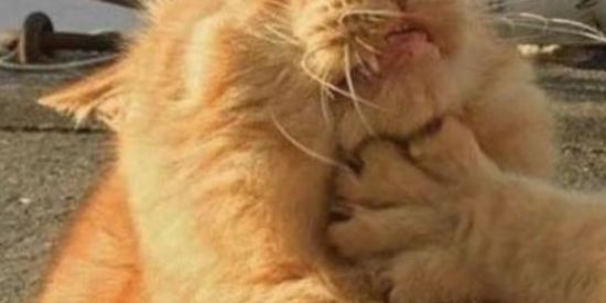 Imagem do grupo de WhatsApp 🅼🅸🅻 🆃🆁🅴🆃🅰