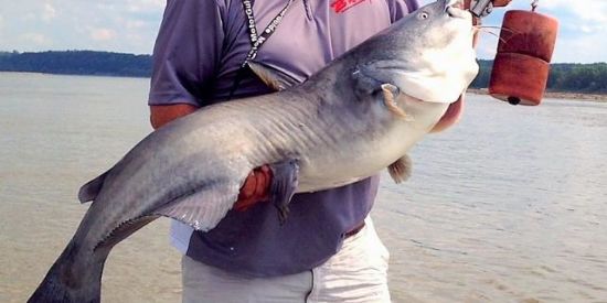 Imagem do grupo de WhatsApp Cashfish