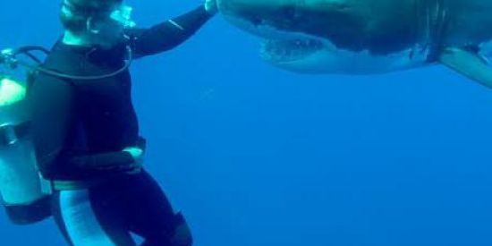 Imagem do grupo de WhatsApp Millionaire shark💻