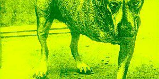 Imagem do grupo de WhatsApp Máfia Alice in chains 🙍🏾‍♂️