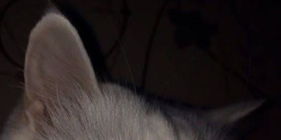 Imagem do grupo de WhatsApp Ŧเlђ๏ร ๔є คק๏ll๏ ∆