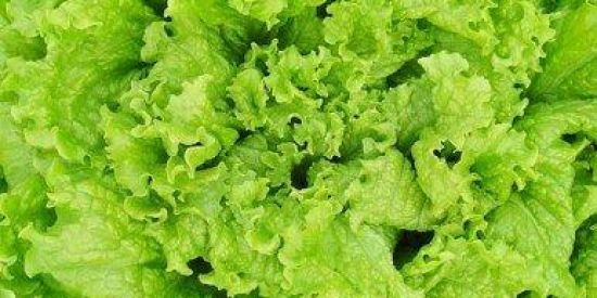 Imagem do grupo de WhatsApp Alface 2.0😎