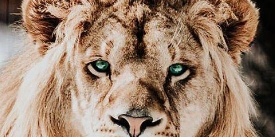 Imagem do grupo de WhatsApp 🐺|૨εcяυταmεทƭσ Kl'ร 🦁