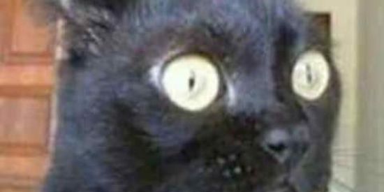 Imagem do grupo de WhatsApp Treta no ar memes