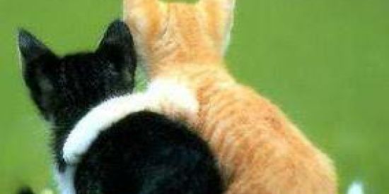 Imagem do grupo de WhatsApp Nosso Amigo Gato