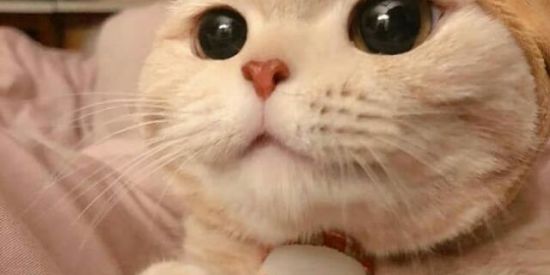 Imagem do grupo de WhatsApp 💫Rᴇᴄʀᴜᴛᴀᴍᴇɴᴛᴏ♔•Ɖɳ'ร•♔💫