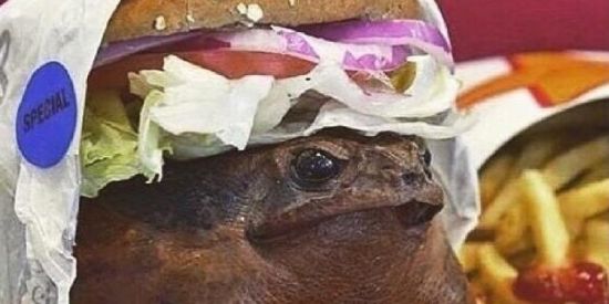 Imagem do grupo de WhatsApp X-Sapão