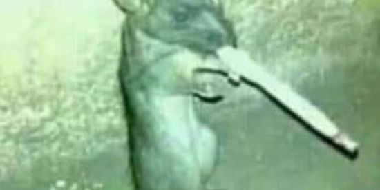 Imagem do grupo de WhatsApp βØŇĐ€ ĐØ ŘΔŦØ 🐭🤡