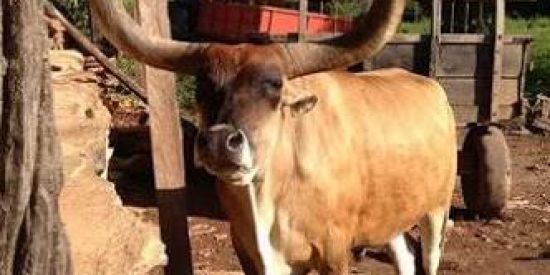 Imagem do grupo de WhatsApp Comentaristas de gaia 🏴‍☠️🐮