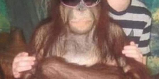 Imagem do grupo de WhatsApp 🐒 tataco reina