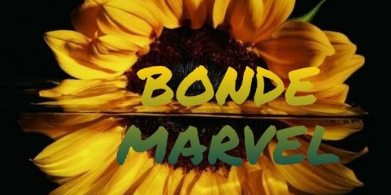 Imagem do grupo de WhatsApp 🛡️вσи∂є мαяνєl🛡️