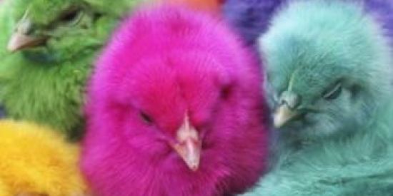 Imagem do grupo de WhatsApp Figurinhas aleatórias