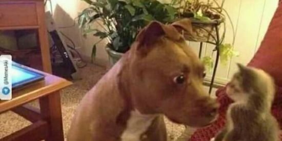 Imagem do grupo de WhatsApp 💗100% meme✌🏾