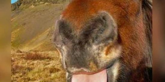 Imagem do grupo de WhatsApp 🐮😳Shitpost bovino😳🐮