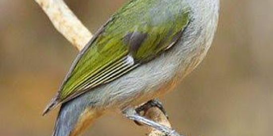 Imagem do grupo de WhatsApp Só para criado de estevo🕊️