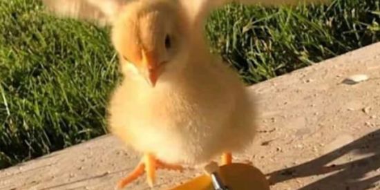 Imagem do grupo de WhatsApp Squadizinho lek