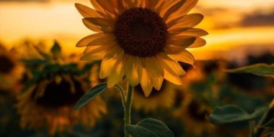 Imagem do grupo de WhatsApp ⚠️The Society / Eʟɪᴛᴇ ⚠️