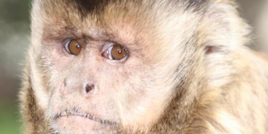 Imagem do grupo de WhatsApp faster