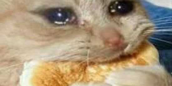 Imagem do grupo de WhatsApp ꧁ඇెৡึ🌀ƗŁỮŞƗØŇ🌀ৡึెඇ꧂