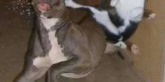 Imagem do grupo de WhatsApp Rinha de figurinha