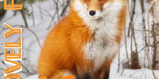 Imagem do grupo de WhatsApp 🦊꧁⚠︎lovely Fox⚠︎꧂🦊