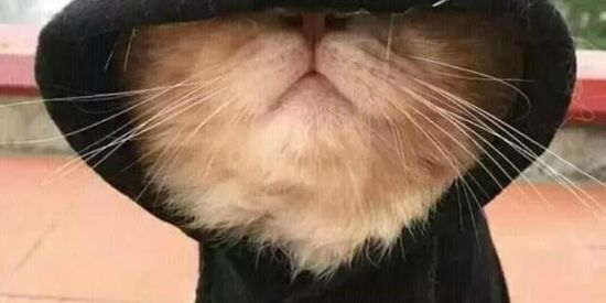 Imagem do grupo de WhatsApp ꧁Figurinhas que se mexem꧂