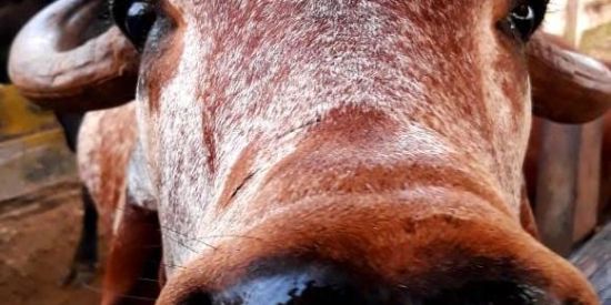 Imagem do grupo de WhatsApp Grupo de figurinhas