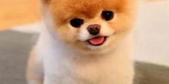 Imagem do grupo de WhatsApp Humor 24hrs🤣😂