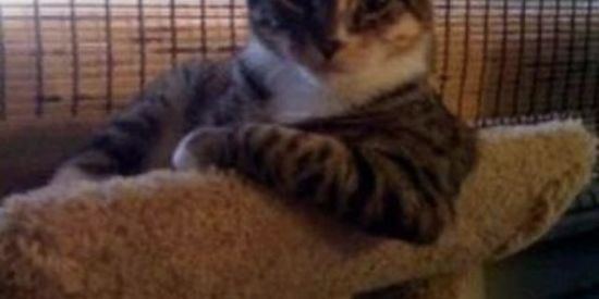 Imagem do grupo de WhatsApp figurinhas