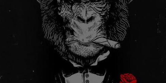 Imagem do grupo de WhatsApp mamacos celestiais