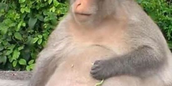 Imagem do grupo de WhatsApp Competição shitpost 😳👉👈