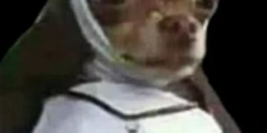 Imagem do grupo de WhatsApp AMIZADE E HUMOR