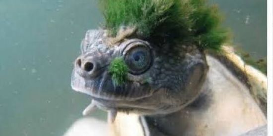 Imagem do grupo de WhatsApp Sociedade dos yt falidos