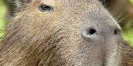 Imagem do grupo de WhatsApp TETANOPOLIS