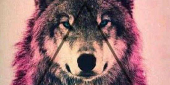 Imagem do grupo de WhatsApp 🐺 ᴡᴏɴᴇʀs ᴋɪɴɢs 🐺