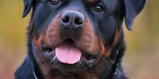 Imagem do grupo de WhatsApp ♨️Rottweiler Br♨️