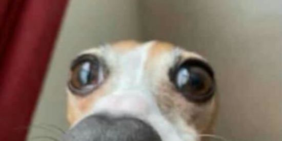 Imagem do grupo de WhatsApp 🤡PÁTRIA MEMES BR 🤡