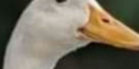 Imagem do grupo de WhatsApp Grupo legalzinho