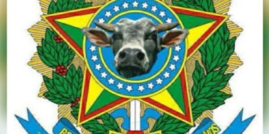 Imagem do grupo de WhatsApp FEDERAÇÃO DOS CORNO 🐮