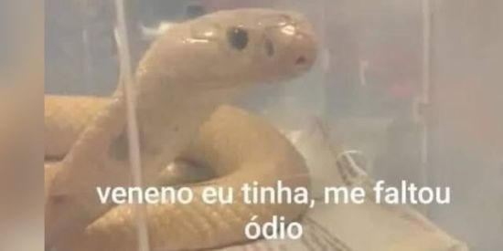 Imagem do grupo de WhatsApp Figurinhas