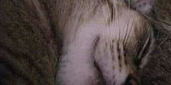 Imagem do grupo de WhatsApp Memeiros de Plantão✌🏻🙃❤️