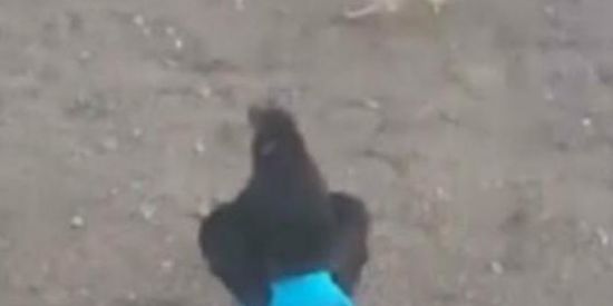 Imagem do grupo de WhatsApp Galo Com Calça 🐔👖