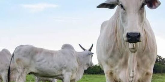 Imagem do grupo de WhatsApp ꧁  ŁØŞ_ǤΔĐØŞ ꧂