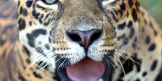 Imagem do grupo de WhatsApp grupo legal