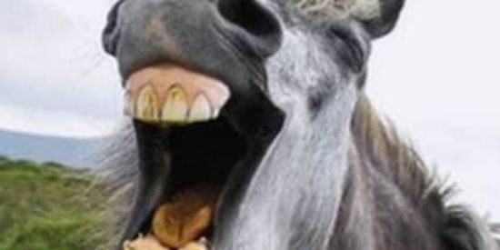 Imagem do grupo de WhatsApp Videos engraçados