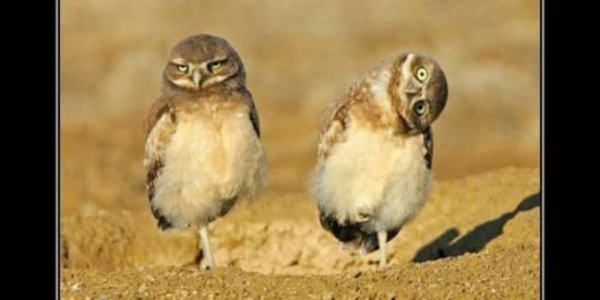 Imagem do grupo de WhatsApp ~RETARDADOS🥴🦉