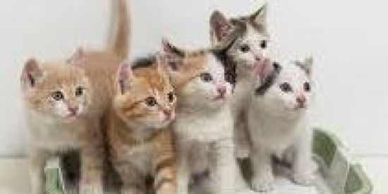 Imagem do grupo de WhatsApp Figurinhas +figuras