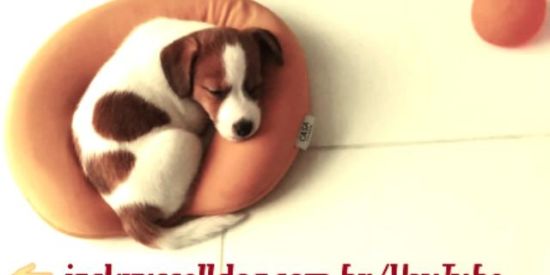 Imagem do grupo de WhatsApp Amo Cachorros 🦮❤️